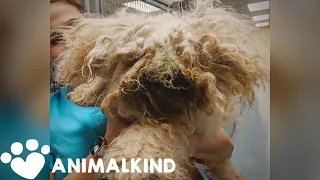 Pounds of matted fur removed from poodle | Animalkind