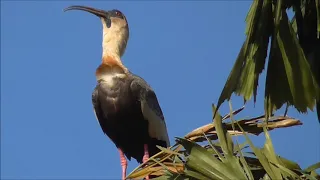 O canto da curicaca, Theristicus caudatus,  Aves das pastagens.