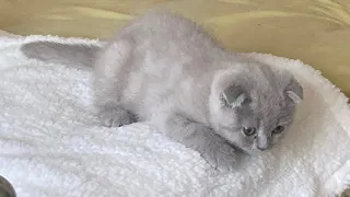 Cute Lilac Scottish Fold 2 months old kittens first day at his new home 😻 💝