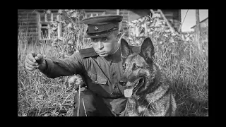 Бой собак с фашистами в 1941 г. #НАРОД РОССИИ ПРОТИВ ЭВТАНАЗИИ ЖИВОТНЫХ