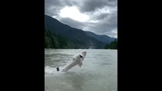 Giant Sturgeon Jump Out of water 😲😲