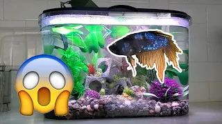 My Betta Fish is Dying of a Mystery Disease