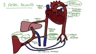 Understanding Fetal Circulation