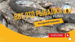 Рыбалка в Кызылорда! Рыбалка 2023! Рыбалка на Сырдарье! #рыбалка #рыбалка2023 #казахстан