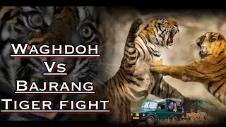 Tiger King Territorial fight || Best vs Best || Waghdoh vs Bajrang #tadobanationalpark