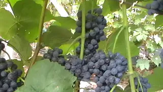 Сорт винограда "Венус" - сезон 2019 # Grape sort "Venus"