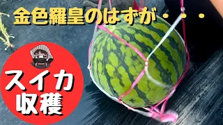 金色羅皇を収穫したはずが・・・【スイカ収穫】【羅皇】【金色羅皇】【家庭菜園】