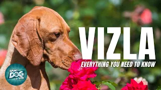 Vizsla Dog Breed Information - Are the Vizsla Affectionate as they are Protective? | Dogs 101-Vizsla