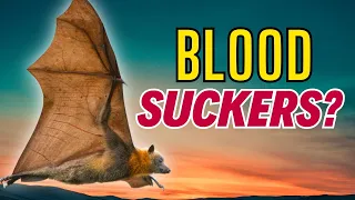 Bat Truths Exposed - Common Myths Debunked 🦇