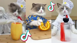That Little Puff | Cats Make Food 😻 | Kitty God & Others | TikTok 2024 Pt.91
