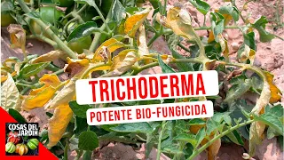 TRICHODERMA FUNGICIDE - HOW TO USE TRICHODERMA (En español)