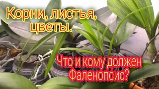 ☝️🤔Мега КОРНИЩИ в УЩЕРБ цветению? Любовь к орхидеям не за корни, а за цветы🙄