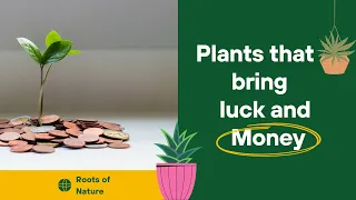 8 LUCKY PLANTS FOR HOME | PLANT CARE & SYMBOLISM