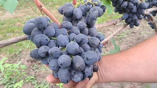 Результати врожаю винограду. Частина 1. Сезон 2023