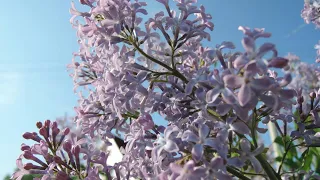 як обрізаю бузок після цвітіння🌳