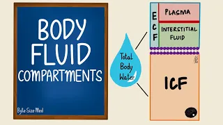 Body Fluid Compartments | ICF | ECF | General Physiology