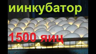 Инкубатор на 1500 яиц за 10 000 руб ЧАСТЬ 1