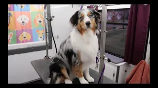 Grooming an Australian Shepherd