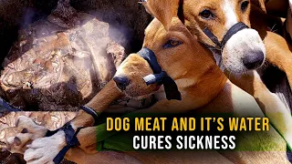 SHOCKING: Dog Meat Cures sicknesses | Watch the preparation. #dogs