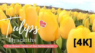 Tulips & Hyacinths [4K] | Blooming fields of the Netherlands | Nelly Pinay Dutch Travels & Lifestyle