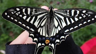 黒くないアゲハチョウって実はすごいんじゃない？