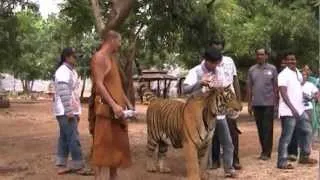 Kanchanaburi Tiger Temple