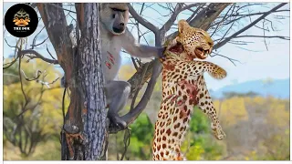 45 Tragic Moment! Leopard Gets Injured When He Chooses The Wrong Prey, What Happens Next ?