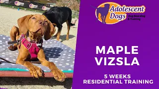 Maple the Hungarian Vizsla Puppy - 5 Weeks Residential Dog Training