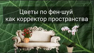 ЦВЕТЫ ПО ФЕН-ШУЙ КАК КОРРЕКТОР ПРОСТРАНСТВА