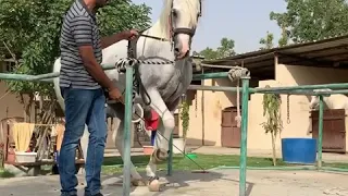 تدريب الخيل على الرقص وادب الخيل