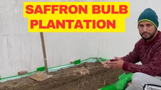Bulb Plantation - Grow Saffron Indoors - Business Idea - Kashmiri Kesar Ki Kheti