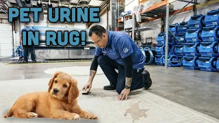 Removing Pet Urine From Wool Rug! Rug Cleaning Plant