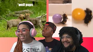 Wholesome Ways Wild Animals Have Fun! | Casual Geographic  REACTION ft. Chavezz