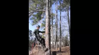 Tree Climbing on spikes, Tree Climbing with spurs, Tree Climbing basics, Chainsaw,