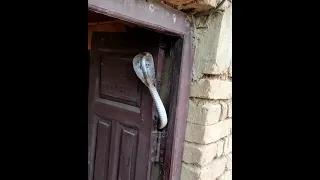 Индийская кобра поселилась в дверях дома! An indian cobra settles in doorway!