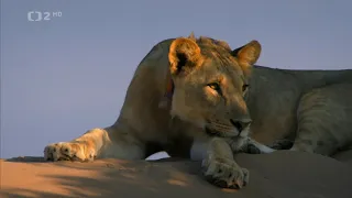 Lvi z Namibijské pouště-Dokument