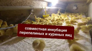 СОВМЕСНАЯ ИНКУБАЦИЯ перепелиных и куриных яиц (результат)