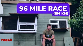 Back To Pigeon Racing | 96 Miles | Ep 49