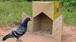 Best Creative Quick Pigeon Trap Using Paper Box - Easy Unique Bird Trap