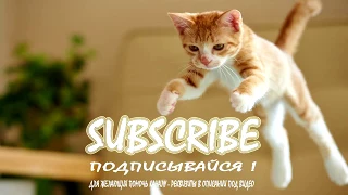 СМЕШНЫЕ КОТЫ И КОШКИ 2017 ПРИКОЛЫ С КОТАМИ И КОШКАМИ 2017 FUNNY CATS Compilation 2017 #46