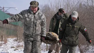 Доставить Раненого Амурского Тигра В Хоспис! Transfer a shot Siberian Tiger to a hospice.