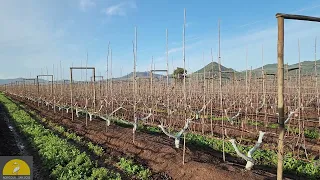 Formaciones Nuevas en Cerezos, Agrícola San José, Chile.