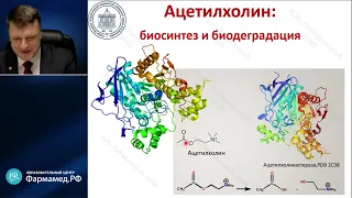 Физиология холинергических рецепторов Лебединский К.М.