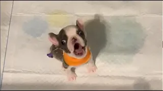 Tiny Frenchie screamed for his mother to change his pee pad immediately. He's afraid butt will stink