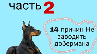 14 причин не заводить добермана/2 часть