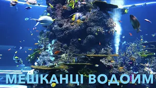 Мешканці водойм