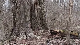 Largest Cottonwood Tree East of the Mississippi River