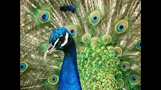 Мастер-класс Павлин из изолона | DIY Peacock