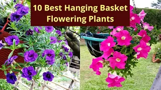 10 Best Hanging Basket Flowering plants 🌱Top 10 Plants 🌱