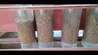 Incubation Of Tilapia Eggs [ Egg Collecting Tilapia Part III ]